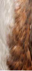 Photo Textures of Animals Skin